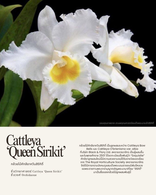 ดอกไม้ในพระนามาภิไธย 